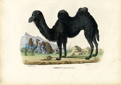 Camello Bactriano, 1863-79 de Raimundo Petraroja